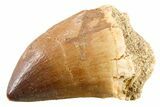 Fossil Mosasaur (Thalassotitan) Tooth - Morocco #341522-1